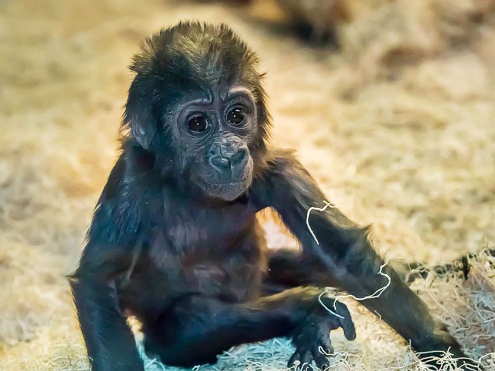 The keeper nuzzles with eight-weeks-old gorilla baby 'Mary Two' at