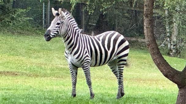 Zebra on the run for nearly a week in Washington found in woods - Vimarsana News