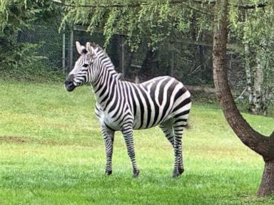 Zebra on the run for nearly a week in Washington found in woods