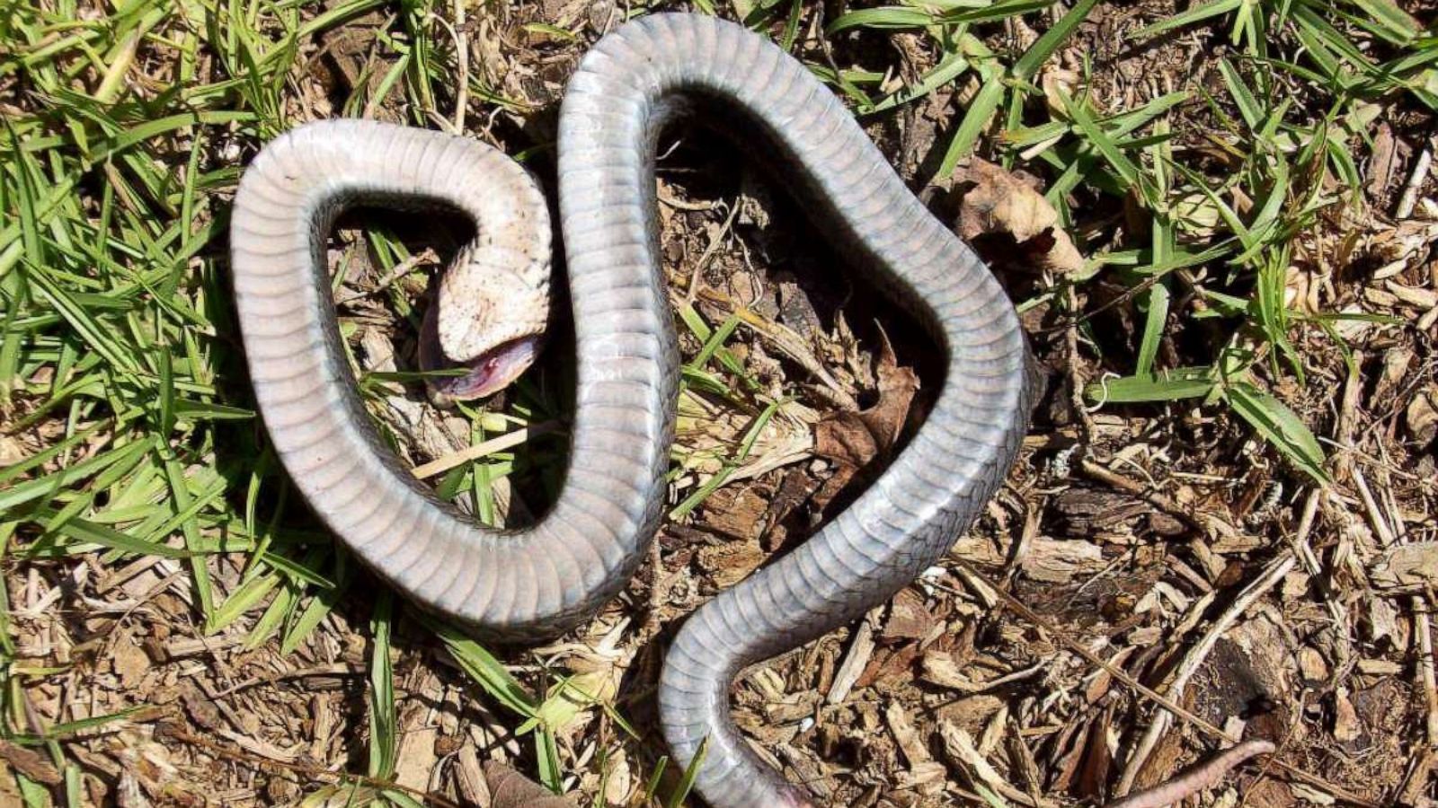 Eastern Hognose Snake playing dead Stock Photo