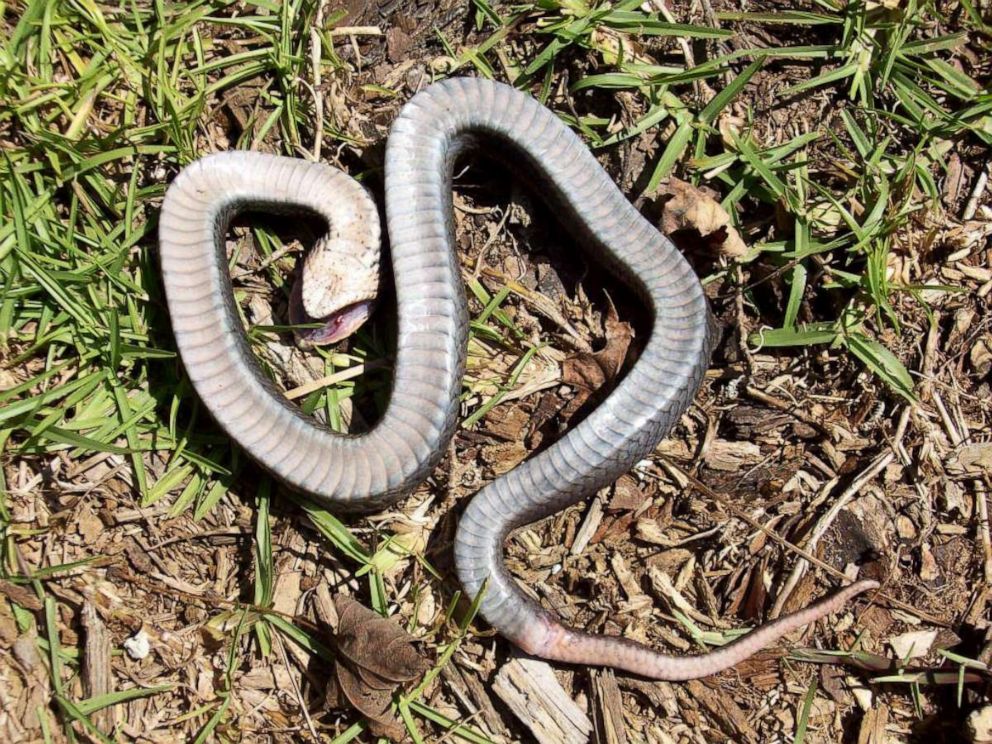 PHOTO: Parks and recreation officials in North Carolina posted images on its Facebook page, June 6, 2019, warning about a so-called zombie snake.