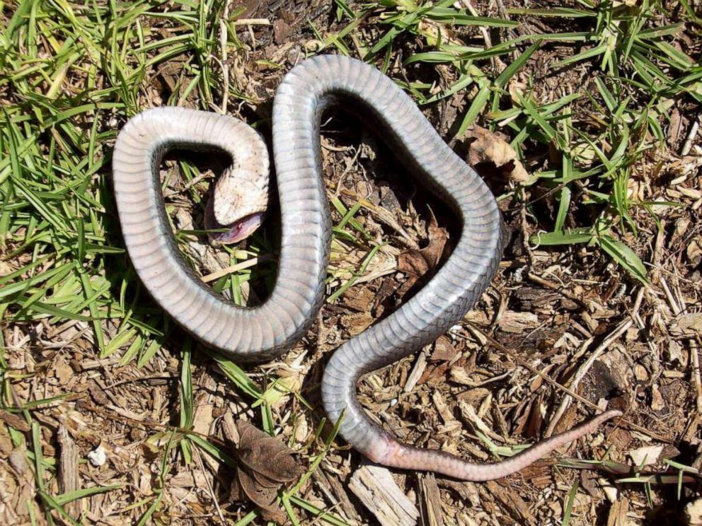 Eastern Hognose Snake Playing Dead 