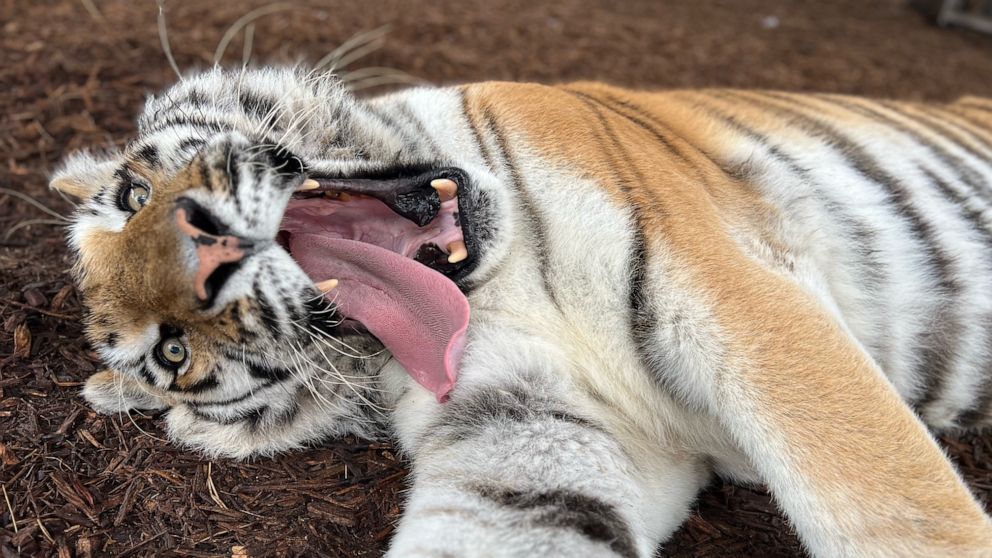 PHOTO: Misunkala, an 17 year old tiger, gives a big yawn.  Most of the cats sleep 16 hours a day, and will sleep through the duration of the storm.