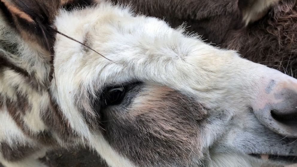 PHOTO: Animals across the zoo are aware of the changes. The zoo's resident donkeys, "Lloyd" and "Harry," are desperate for attention while the zoo remains closed to the public.