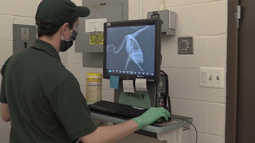 PHOTO: The vet staff finds innovative ways to treat their animals during the COVID-19 pandemic while not taking supplies from the human population. For example, the medical team is using latex gloves for procedures, as animals do not have latex allergies.