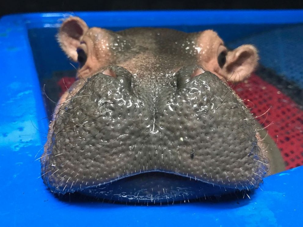 PHOTO: A baby Nile hippopotamus named Fiona rests her chin on the rim of a tub in her enclosure at the zoo in Cincinnati, March 23, 2017. 