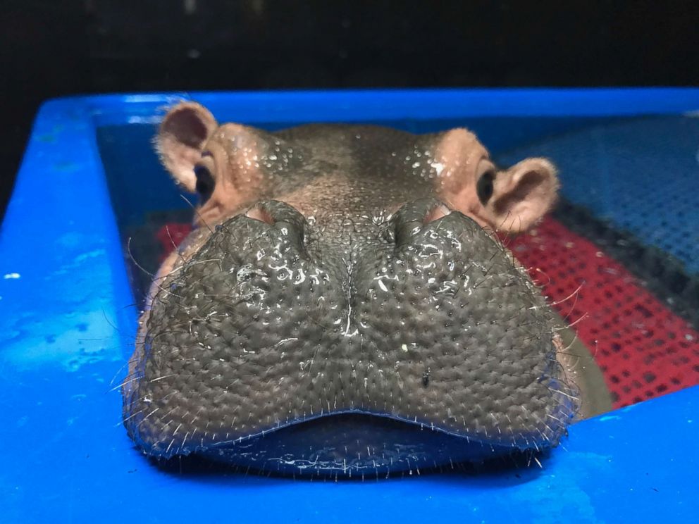 PHOTO: A baby Nile hippopotamus named Fiona rests her chin on the rim of a tub in her enclosure at the zoo in Cincinnati, March 23, 2017. 