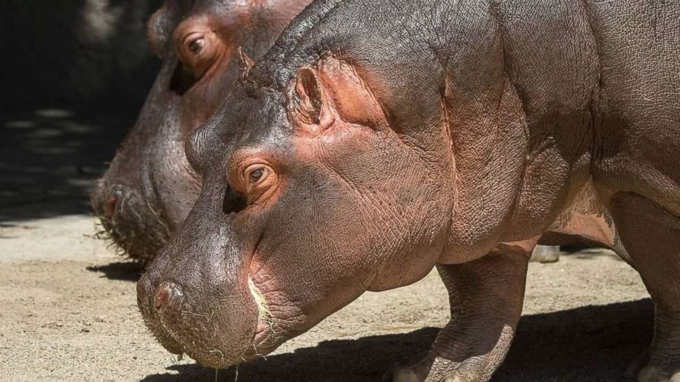 PHOTO: Hippos Mara and Rosie at the Los Angeles Zoo, Wednesday, Aug. 4, 2018.