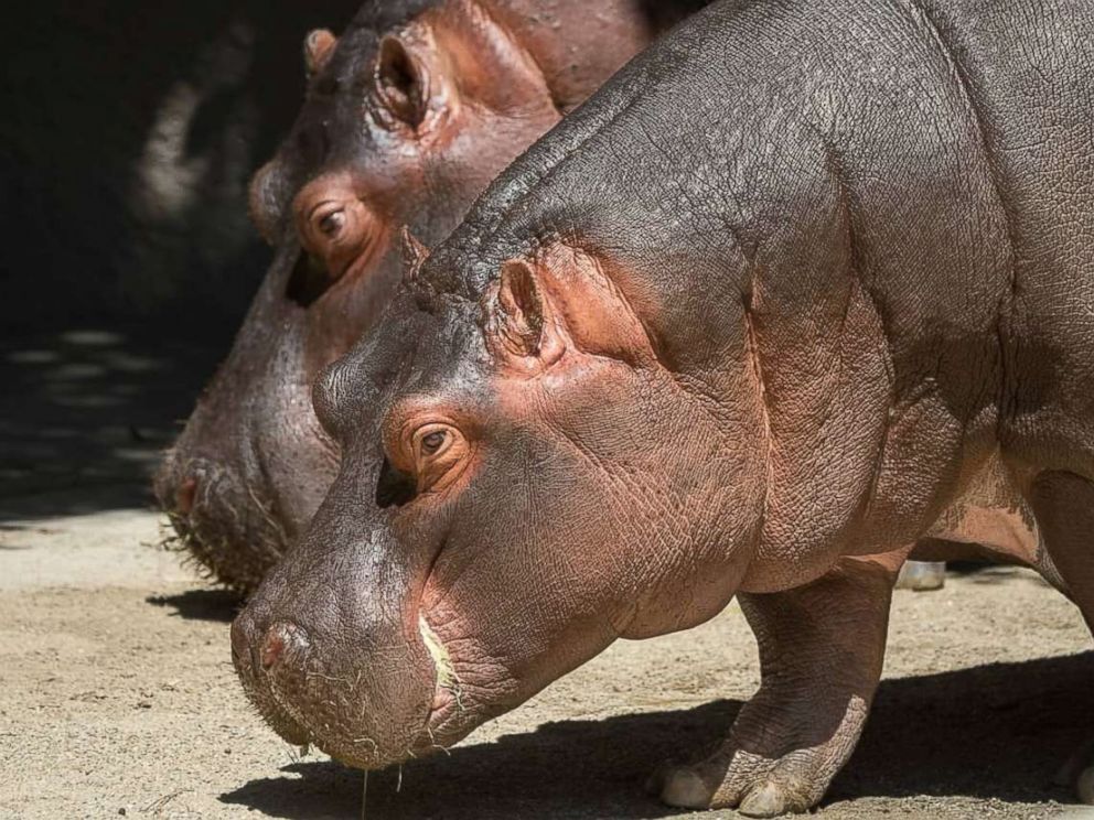 PHOTO: Hippos Mara and Rosie at the Los Angeles Zoo, Wednesday, Aug. 4, 2018.