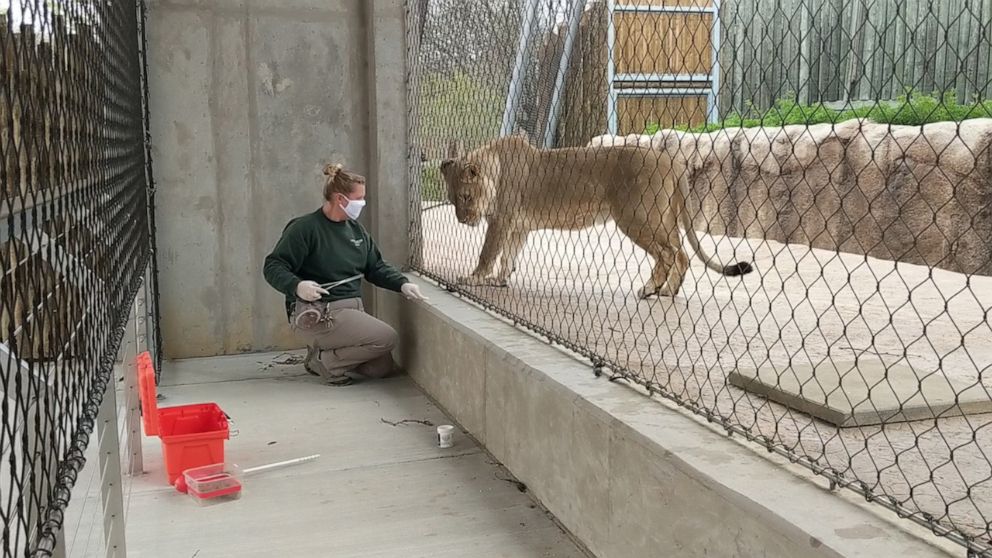PHOTO:  A zoo keeper wears a mask and gloves while working with one of the zoo's lions during the COVID-19 pandemic.