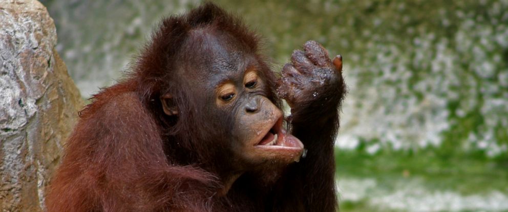 Zookeeper hospitalized after being 'nipped' by orangutan, Tampa zoo ...