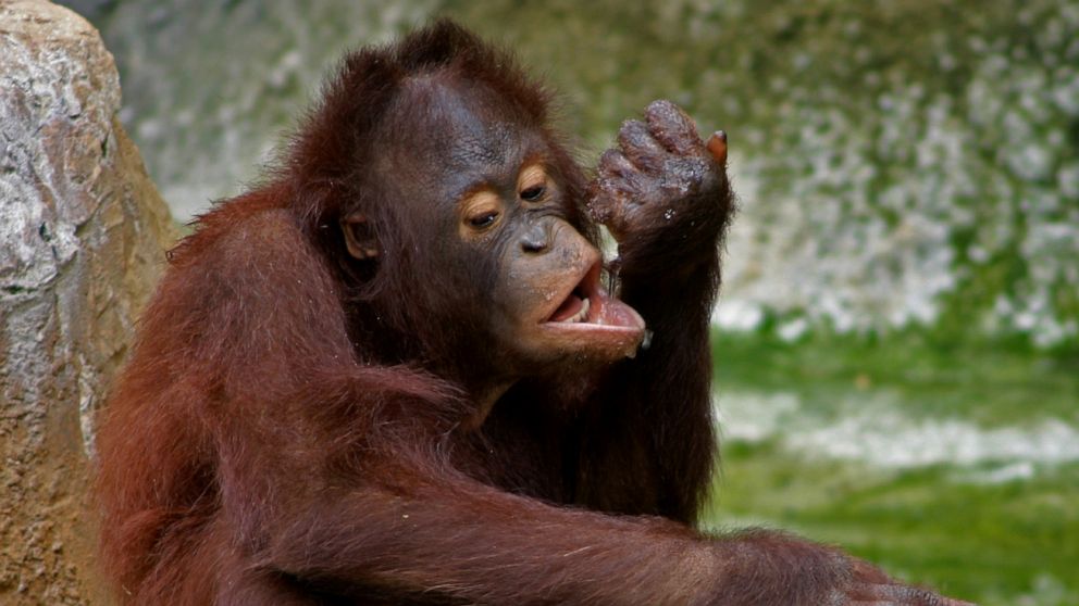 PHOTO: Orangutans play at Tampa's Lowry Park Zoo.