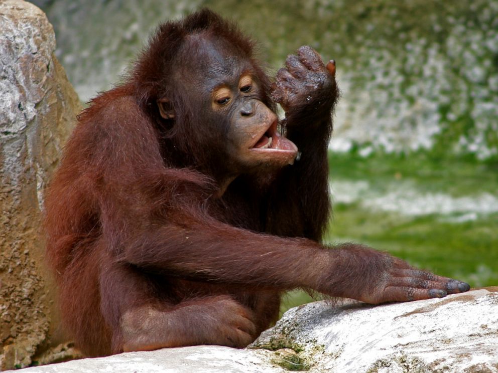 PHOTO: Orangutans play at Tampa's Lowry Park Zoo.