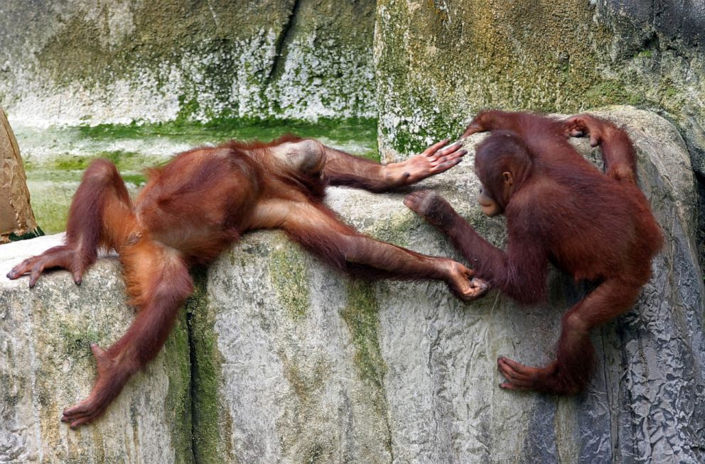 PHOTO: Orangutans play at Tampa's Lowry Park Zoo.