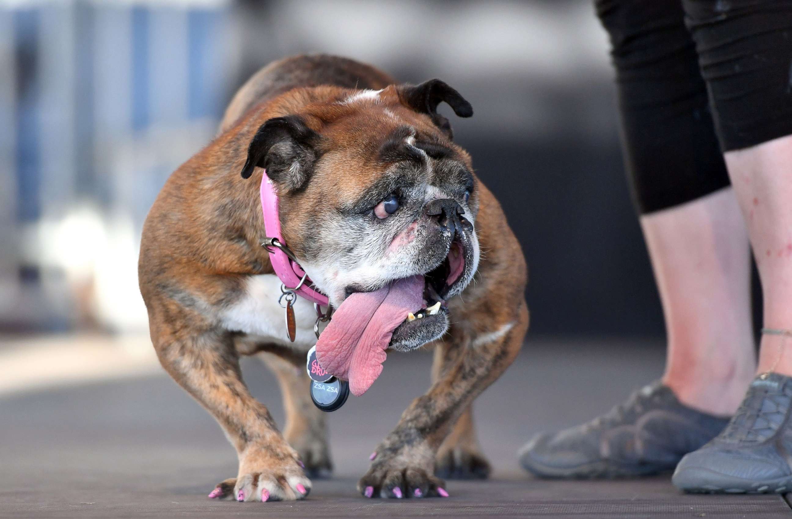 PHOTO: Zsa Zsa, an English Bulldog, takes the stage during The World's Ugliest Dog Competition in Petaluma, north of San Francisco, June 23, 2018.