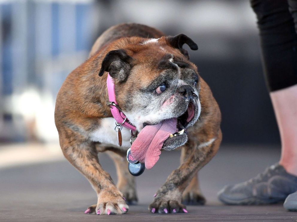 PHOTO: Zsa Zsa, an English Bulldog, takes the stage during The Worlds Ugliest Dog Competition in Petaluma, north of San Francisco, June 23, 2018.
