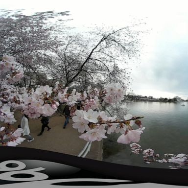 PHOTO: Cherry Blossom Festival at the National Mall