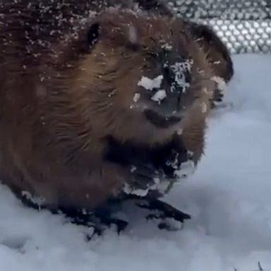 Beavers Nutmeg, Walnut and Butternut spend the day playing in the snow at a zoo in Washington.