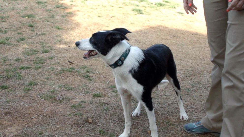 PHOTO: Bett, a trained border collie, helps control wildlife at the call of her owner, Rebecca Gibson.