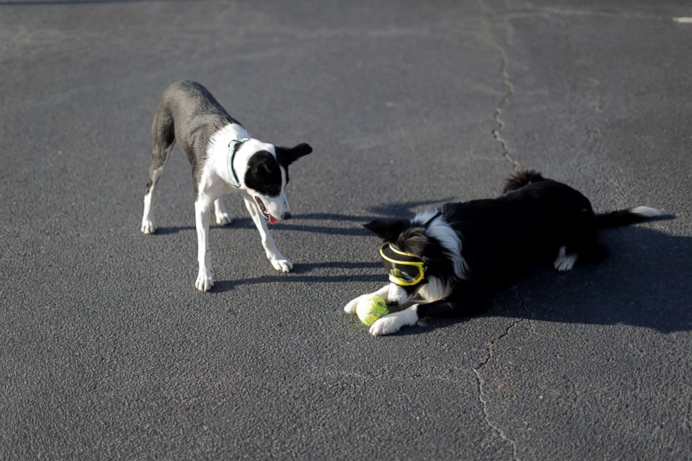 PHOTO: Border collie siblings, Bett and Greg, take a break from chasing geese to play together.