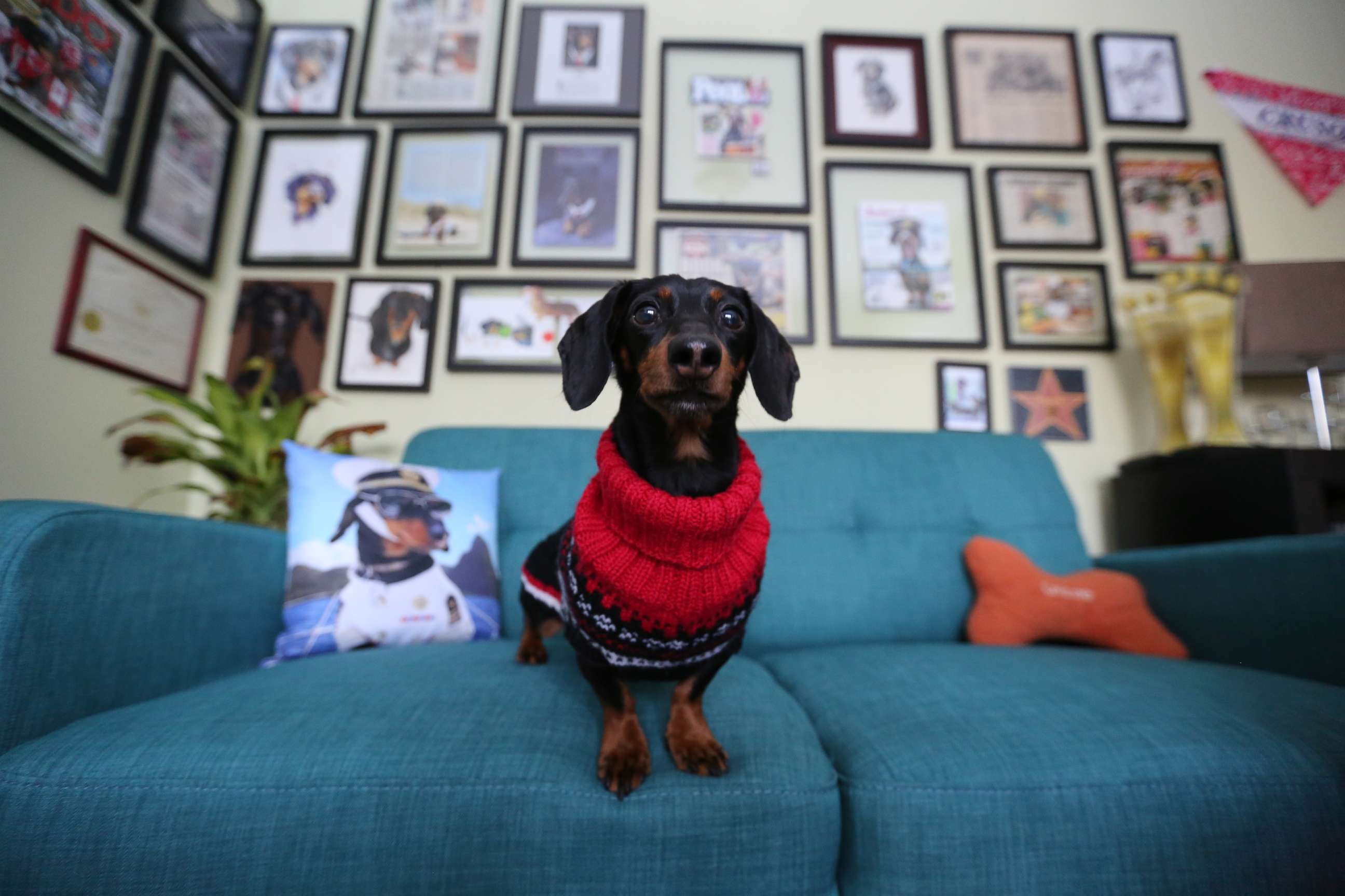 PHOTO: Crusoe, an internet-famous dachshund, poses in front of his wall of fame that is decorated with a collection of work that he's done.