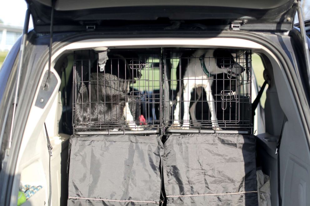 PHOTO: Bett and Greg stow away in Rebecca Gibson's van before the team heads off to a facility that needs their help managing wildlife.