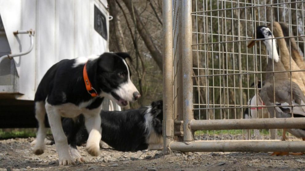 PHOTO: Rebecca Gibson trains 12-week-old border collie puppies by getting them excited about ducks.