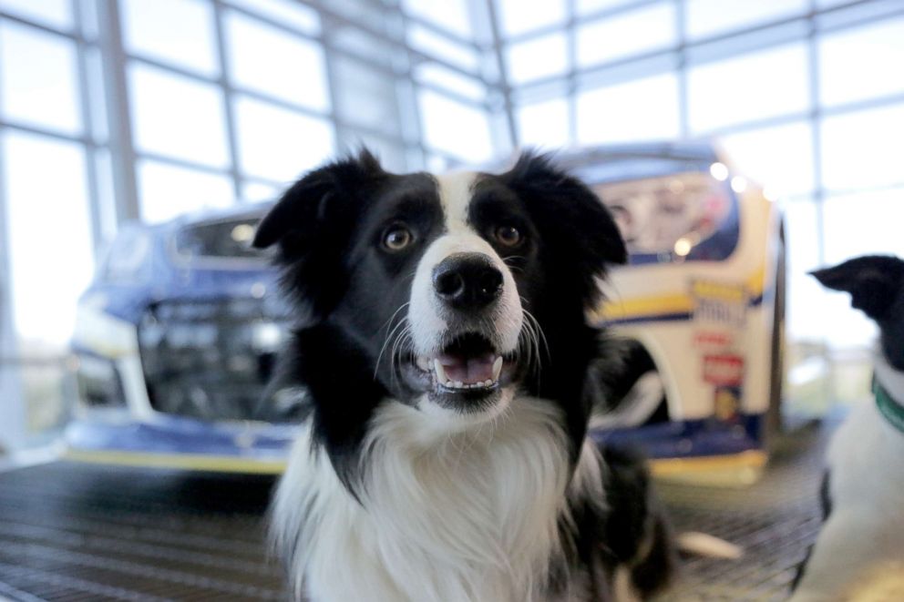 PHOTO: Greg is a 2-year-old, trained border collie who works to scare away geese and other nuisance wildlife.