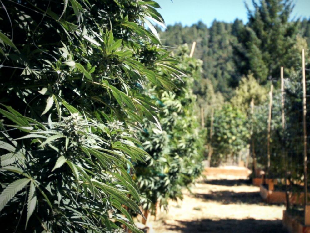 PHOTO: Marijuana plants in Northern California, October 2016.