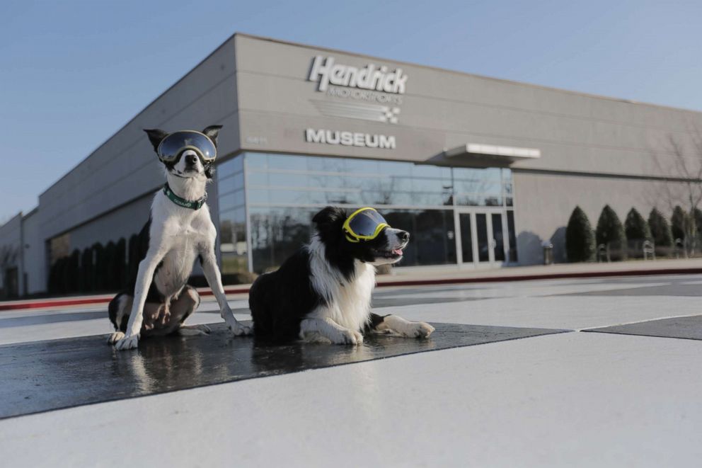 PHOTO: Bett and Greg pose wearing goggles outside of Hendrick Motorsports, one of the companies that hired the dogs to chase away geese.