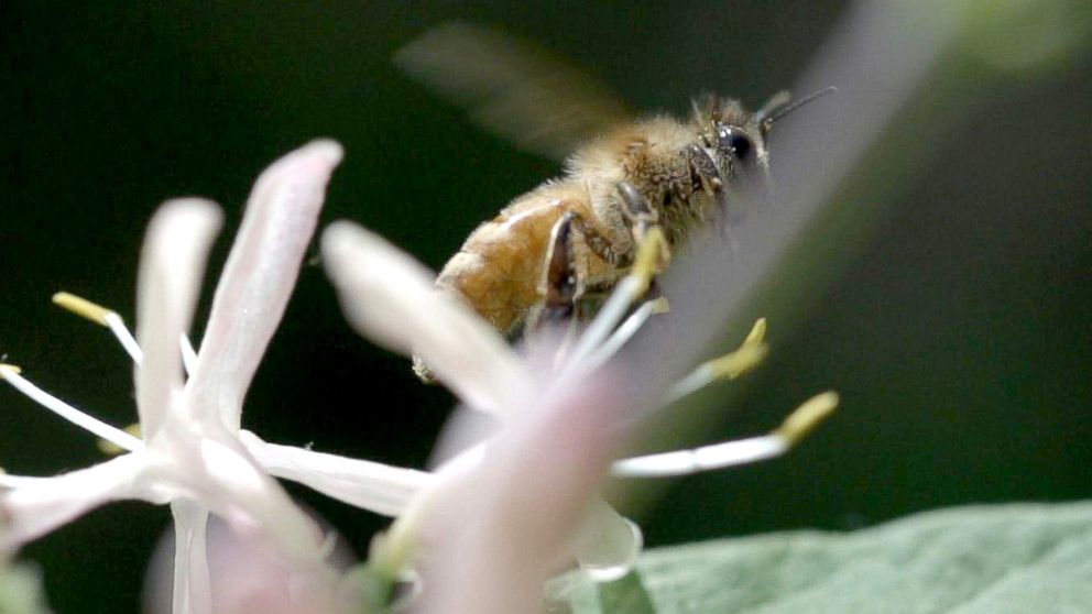 PHOTO: Bees pollinate around 70 percent of the world's crops and without them there's no easy way to pollinate the food we need to harvest.