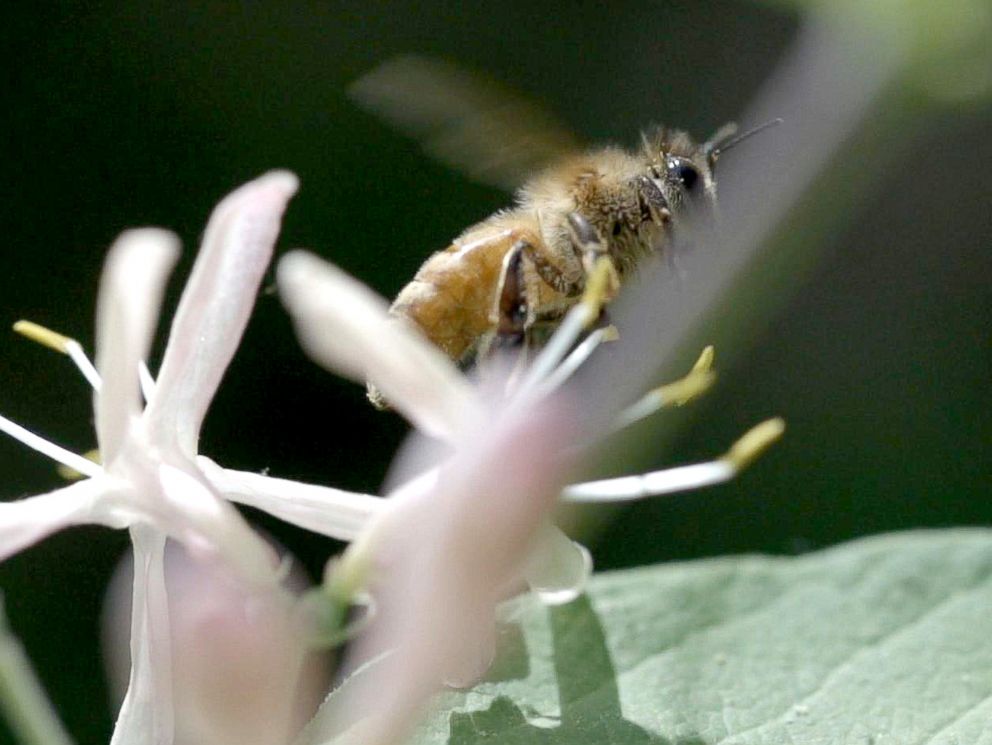 PHOTO: Bees pollinate around 70 percent of the worlds crops and without them theres no easy way to pollinate the food we need to harvest.