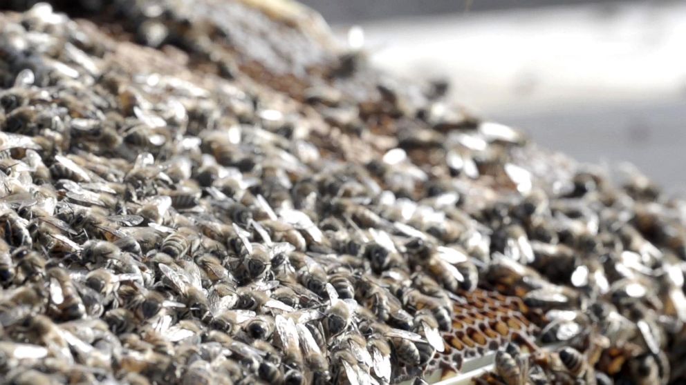 PHOTO: Beekeepers make new hives by taking one that is thriving and splitting it into two.