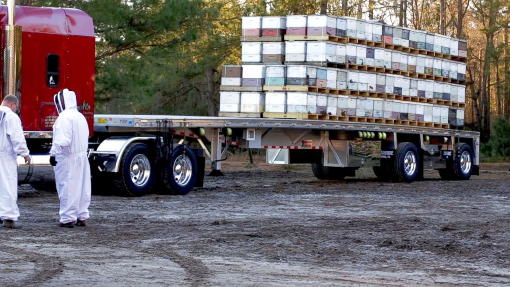 PHOTO: Beekeeper Chuck Kutik loads his bees on flatbed trucks and sends them on a multi-day cross country journey to reach California almond farms.