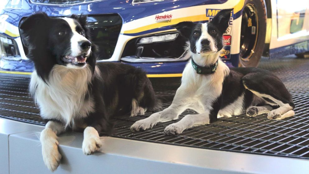 PHOTO: Trained border collies, Greg and Bett, lounge in front of a race car at Hendrick Motorsports, one of the businesses that has hired the dogs' service.