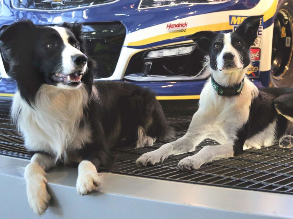 PHOTO: Trained border collies, Greg and Bett, lounge in front of a race car at Hendrick Motorsports, one of the businesses that has hired the dogs service.