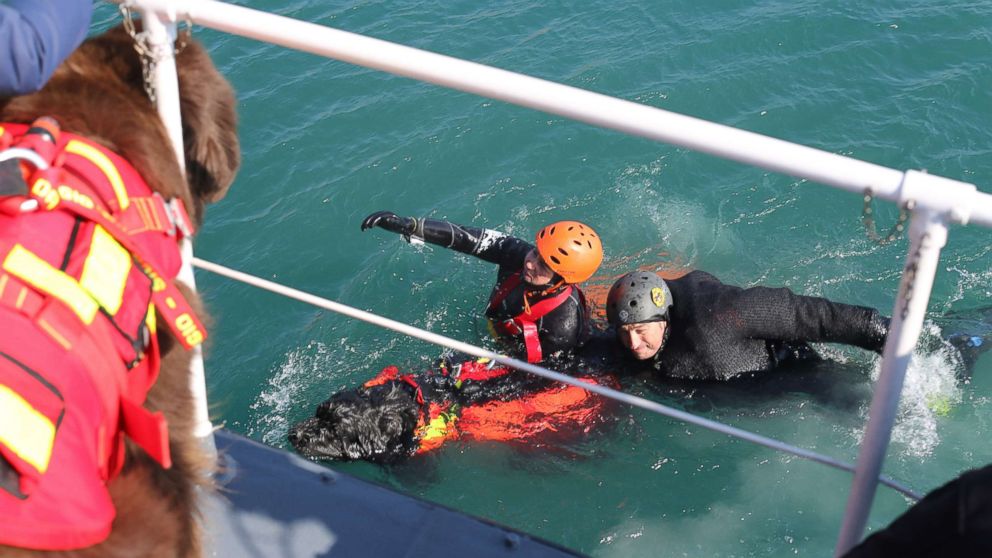 Newfoundland dog 2024 water rescue