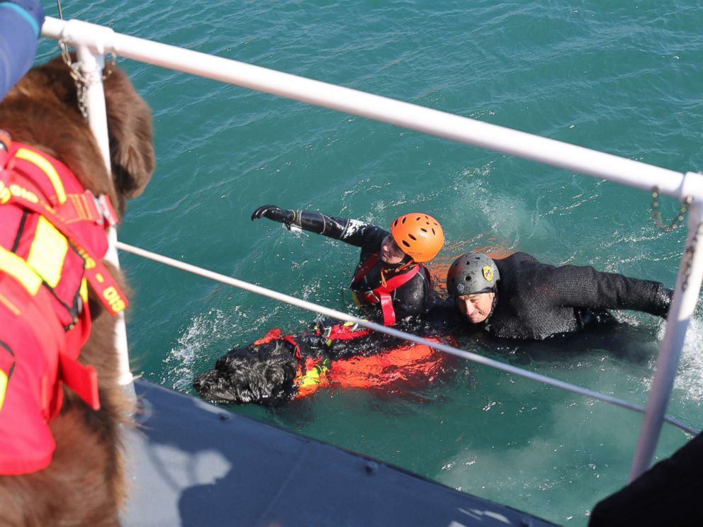 PHOTO: Handler Simonetta Andreoli and an exercise participant pictured being towed by her dog Reef.