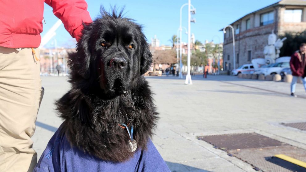 Newfoundland dog coast store guard