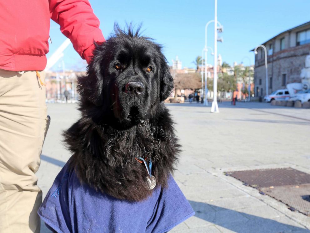 PHOTO: Reef, a 3-year-old Newfoundland, helps teach other dogs how to perform water rescues alongside her owner, Ferruccio Pilenga, at the Italian School for Rescue Dogs.