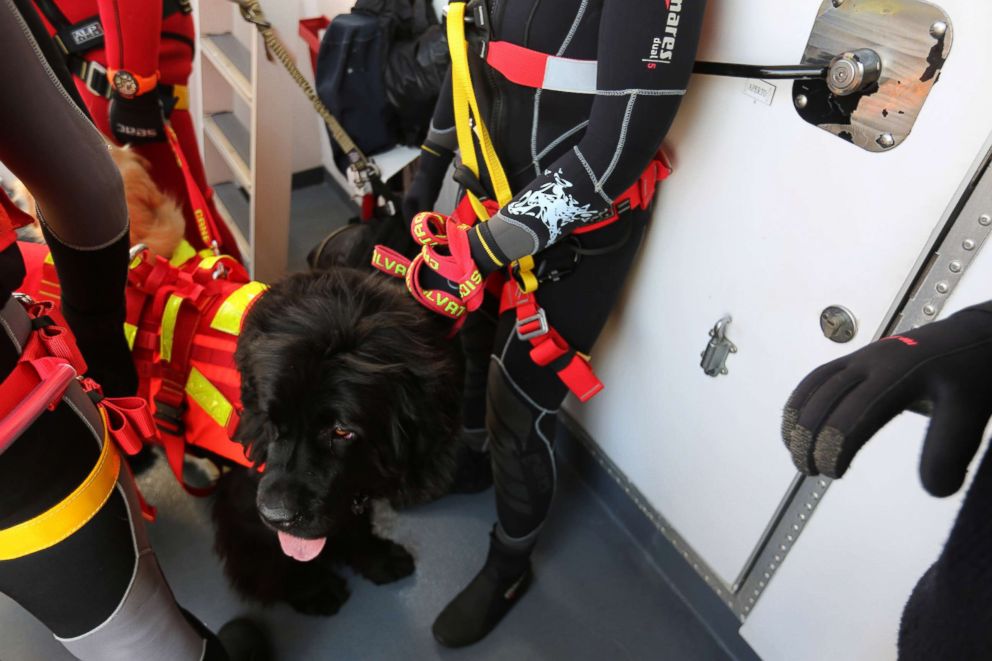 PHOTO: Reef, a licensed water rescue dog, readies to jump into the water with handler Simonetta Andreoli to practice a rescue.