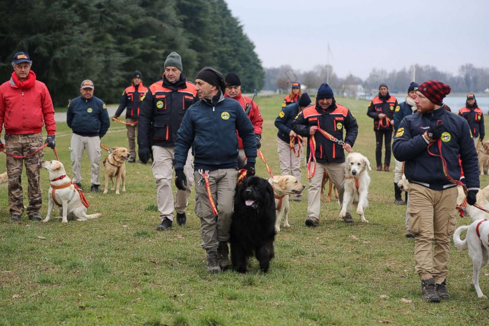 are newfoundlands good hiking dogs