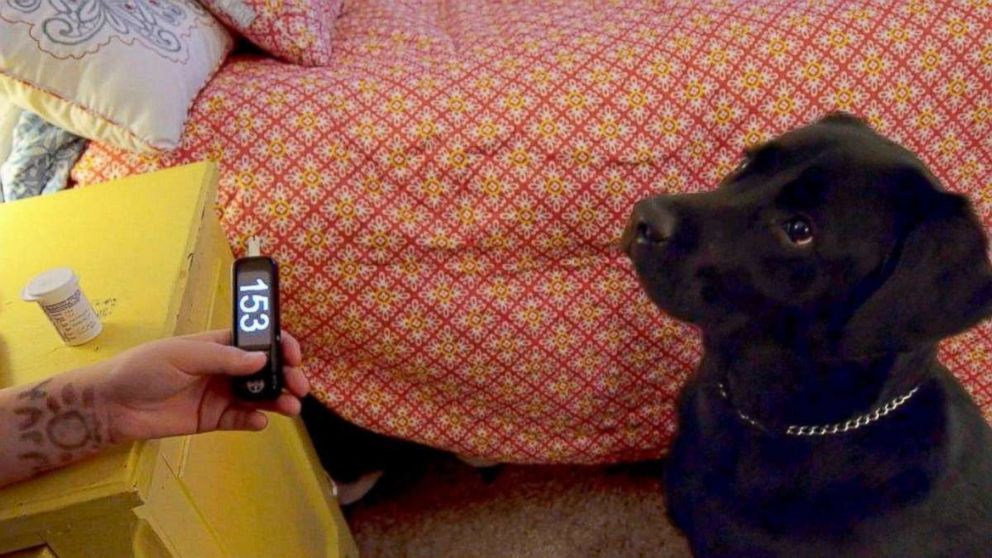 PHOTO: Eli Nichols tests his blood sugar with a meter besides his medical service dog, Einstein.