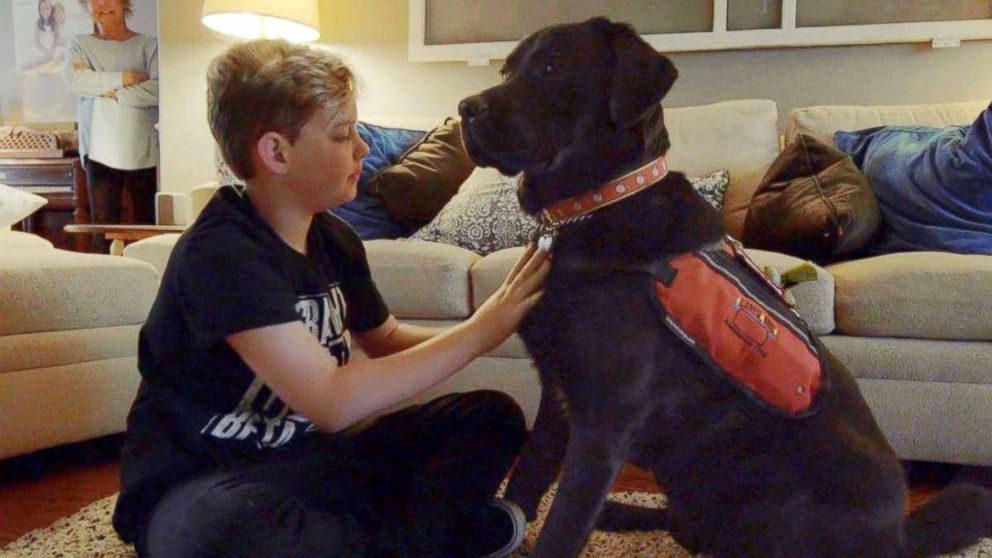 PHOTO: Einstein, a Newfoundland that is trained to detect and alert when Eli Nichols' blood sugar is spiking or crashing, suits up in his service dog vest.