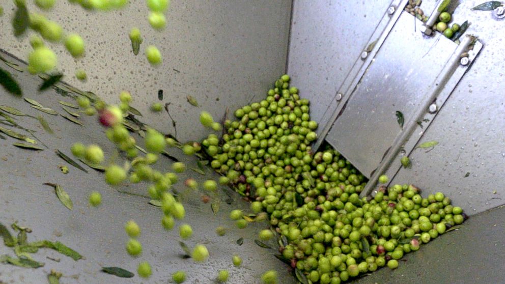 PHOTO: Olives fresh from the 2016 harvest are fed into an extractor for processing.