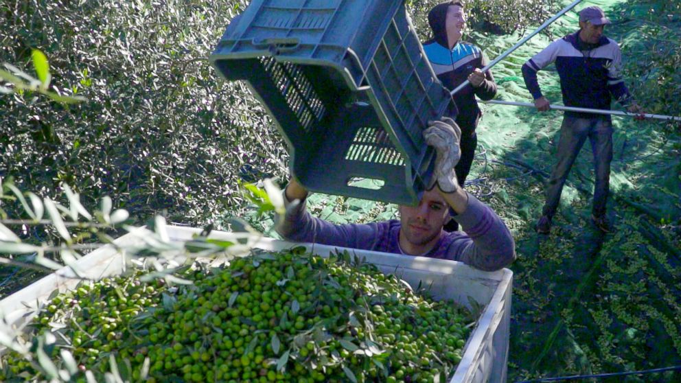 PHOTO: Farmers harvest late season olives at one of the orchards of Marina Colonna's farm in Molise, Italy.