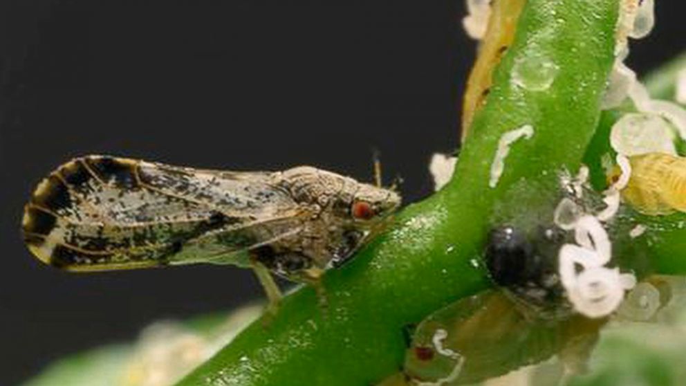 PHOTO: The Asian citrus psyllid spreads a bacteria that causes citrus greening, a disease that has devastated Floridas orange crop.