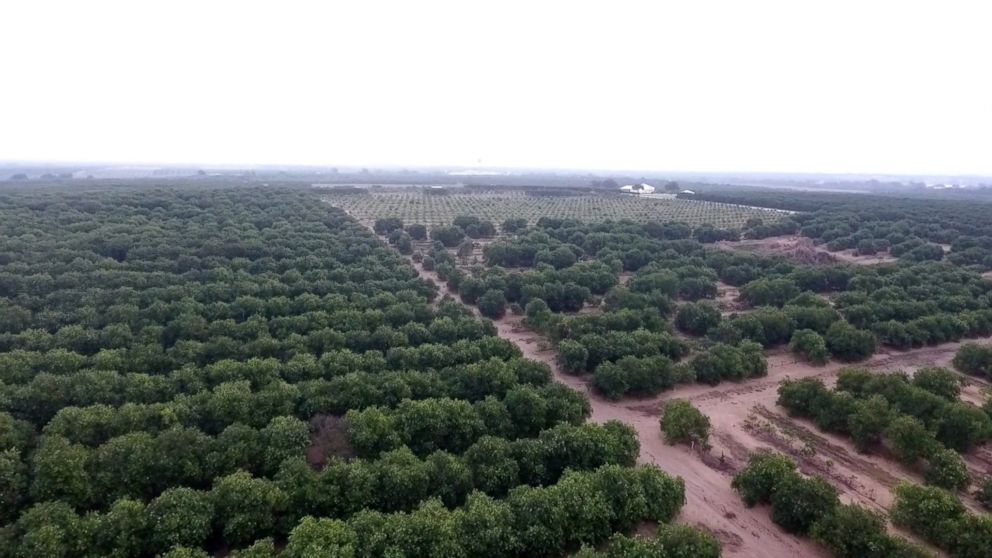 PHOTO: Orange groves that belong to Hunt Brothers Cooperative, one of the six founding members of what is now Florida's Natural.