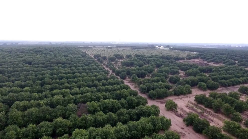 PHOTO: Orange groves that belong to Hunt Brothers Cooperative, one of the six founding members of what is now Floridas Natural.