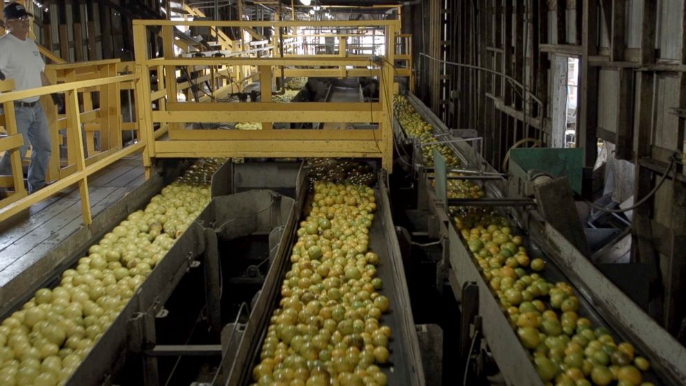 PHOTO: Oranges being sorted before juicing at Florida Natural’s headquarters in Lake Wales, Florida.